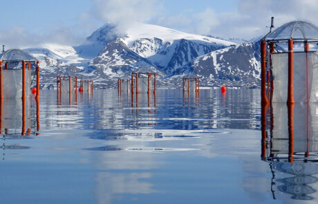Arctic